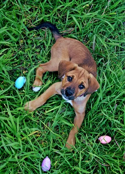dog with easter eggs