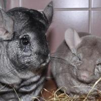 rodents 