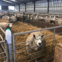 sheep in a pen