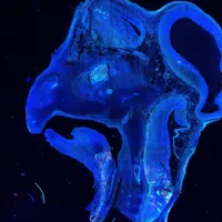 Davey Lab image