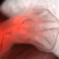 Davey Lab image