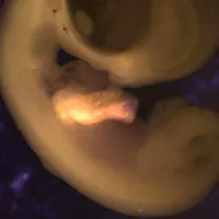 Davey Lab image