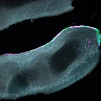 Davey Lab image