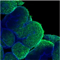 Davey Lab image