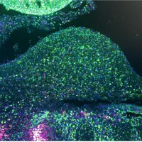 Davey Lab image