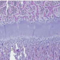 Davey Lab image