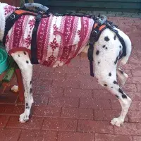 Diesel the dalmatian in recovery