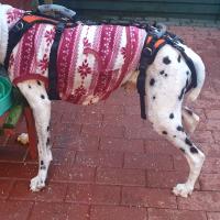 Diesel the dalmatian in recovery