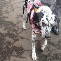 Diesel the dalmatian walking in recovery