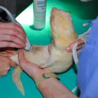 Exotics - Albino ferret