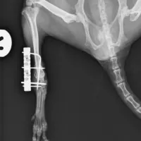 Exotic Animals Surgery