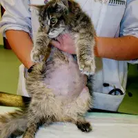 cats with FIP - fig1