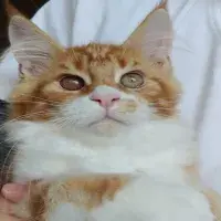 cats with FIP - fig2