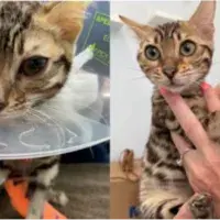cats with FIP - fig3a