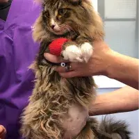 cats with FIP - fig4