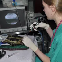 loacoscopy in a hermans tortoise