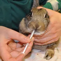 Rabbit receiving oral medication