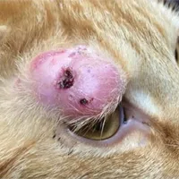 M. bovis granuloma in the third eyelid