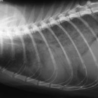 M. bovis tuberculosis in a 4-year old cat