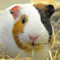 Gerbil hamster rodent 