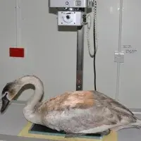 rep-swan