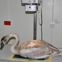 rep-swan