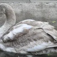rep-swan 2
