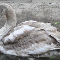 rep-swan 2