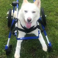 Polar the husky walking in the wheelchair