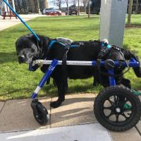 Ripley in recovery walking in the wheelchair