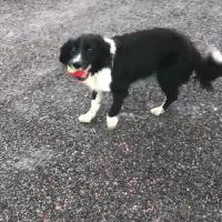 Shadow recovered walking unaided
