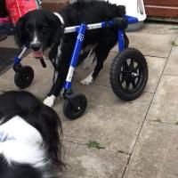 Shadow walking in wheelchair