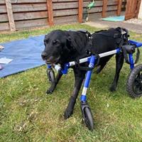 Susie walking in the wheelchair