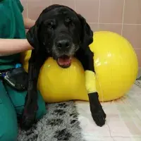Susie in treatment  at the Dick Vet