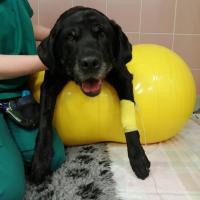 Susie in treatment  at the Dick Vet