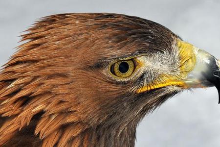 Golden eagle