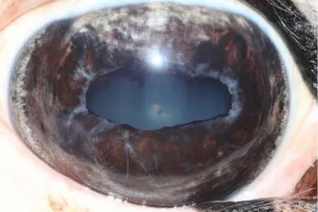 Ophthalmic examination of horse's eye
