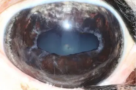 Ophthalmic examination of horse's eye