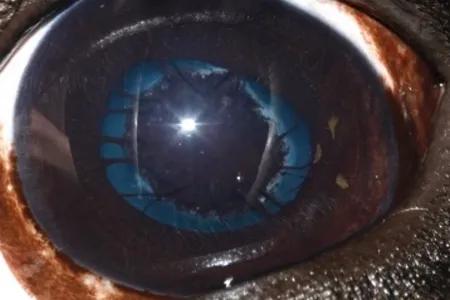 Ophthalmic examination