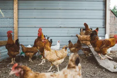 Flock of free range chickens