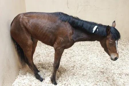 A pony affected by equine grass sickness leans its hind quarters on a wall. It shows muscle wastage and has its eyes closed