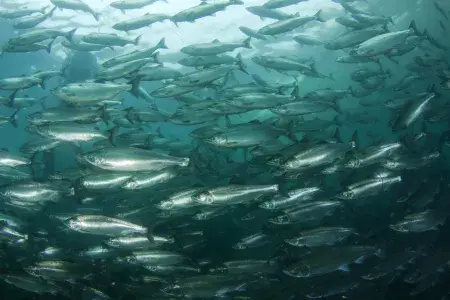 A large flock of salmon swims in deep water