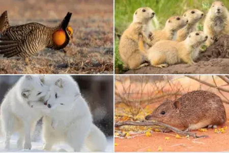 Collage of four pictures. Clockwise from top left: the greater prairie chicken, the black-tailed prairie dog, golden bandicoot, arctic foxes