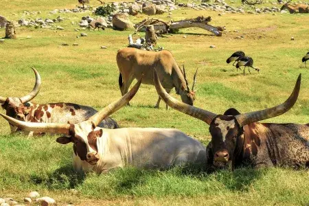 Three cattle with large horns are lying on grass in the sunshine.