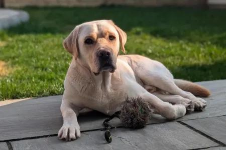 photo of contented yellow Labrador relaxing in a garden