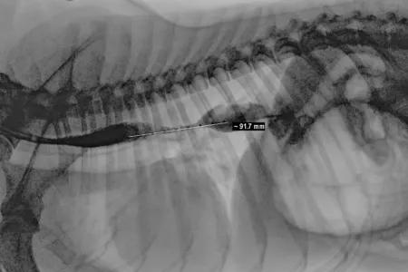 Xray of dogs chest showing restricted oesophagus