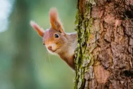 red squirrel