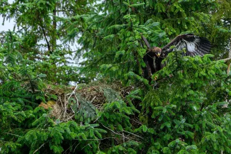 Princelling perched on a tree by his nest