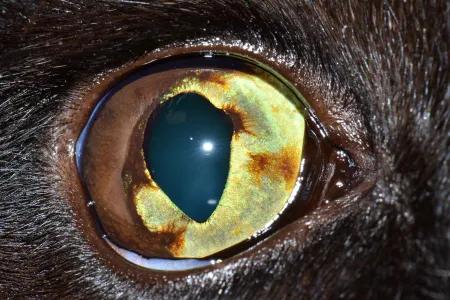 A close up of a cat's eye affected by feline diffuse iris melanoma