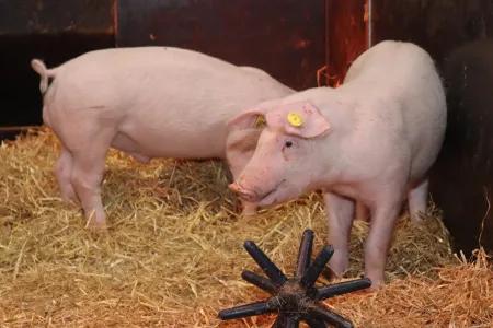 Two pigs in a pen, with hay on the floor